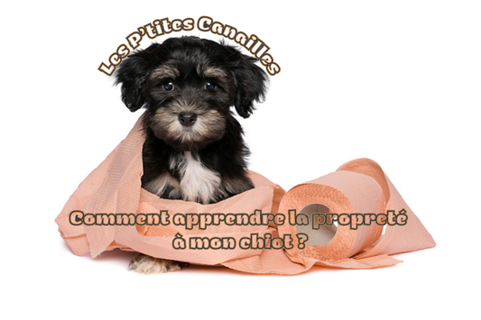 Apprendre la propreté à un chiot