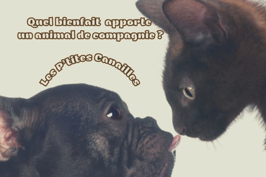 Quel bienfait apporte un animal de compagnie ?