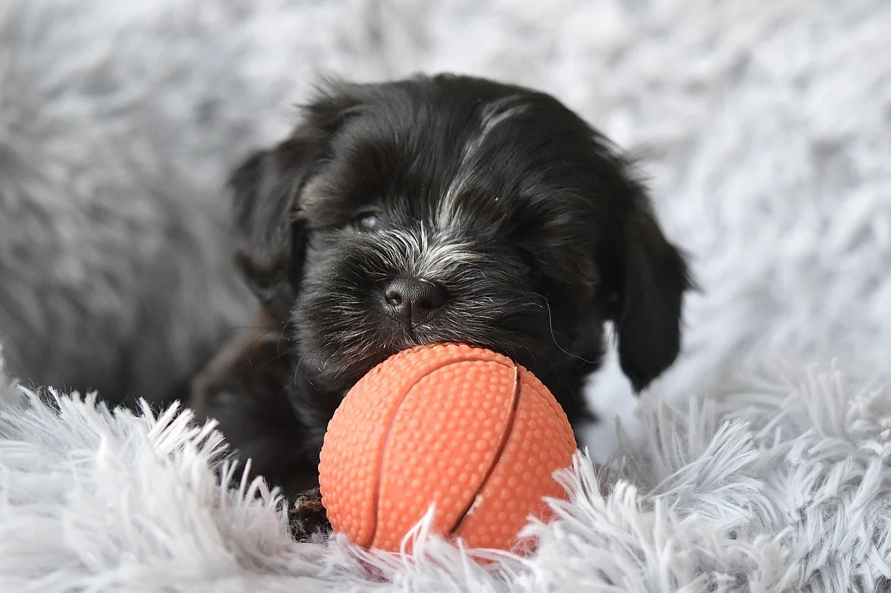 Collection jouets pour chien