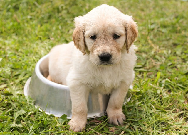 Collection gourdes pour chien, gamelles, doubles gamelles, gamelles surélevées